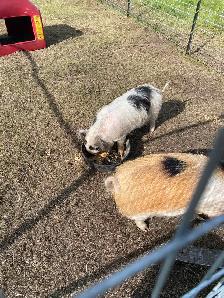 Kune kune pigs