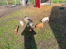 Kune kune pigs - Photo 2