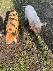 Kune kune pigs - Photo 3