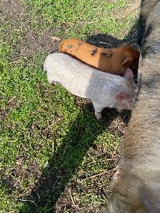 Kune kune pigs - Photo 4