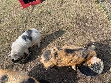 Kune kune pigs - Photo 5