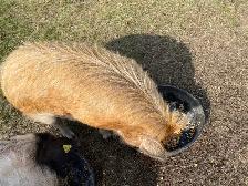 Kune kune pigs - Photo 6