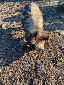 Kune kune pigs - Photo 7