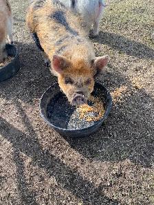Kune kune pigs - Photo 8