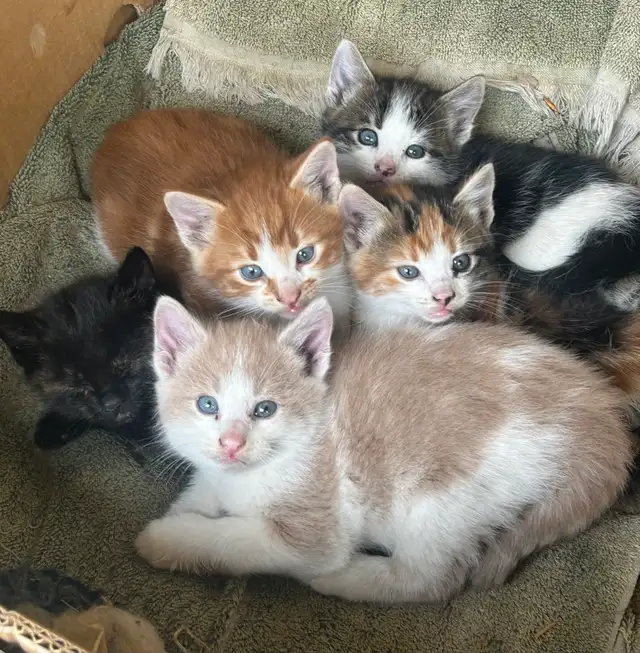 country Kittens