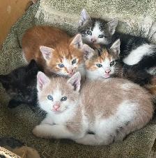 country Kittens