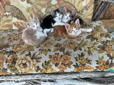 country Kittens - Photo 2