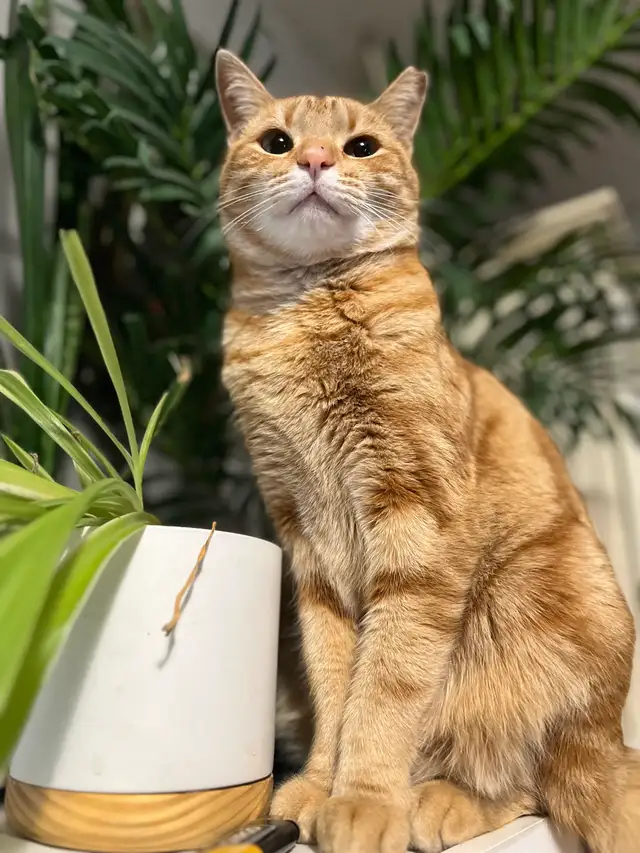 female orange tabby