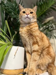 female orange tabby