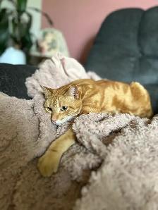 female orange tabby - Photo 2