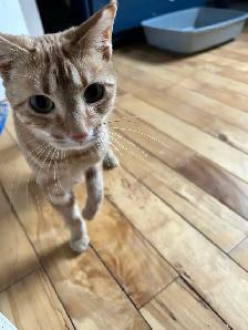 female orange tabby - Photo 3