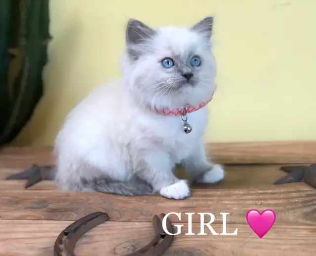 Ragdoll Kittens