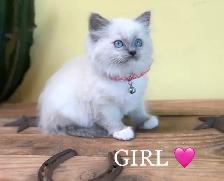Ragdoll Kittens