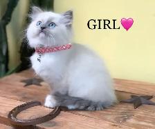 Ragdoll Kittens - Photo 2
