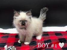 Ragdoll Kittens - Photo 3