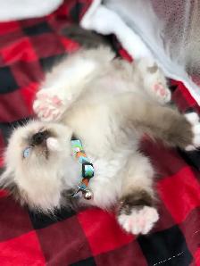 Ragdoll Kittens - Photo 4