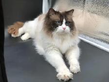 Ragdoll Kittens - Photo 5