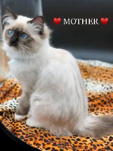 Ragdoll Kittens - Photo 6