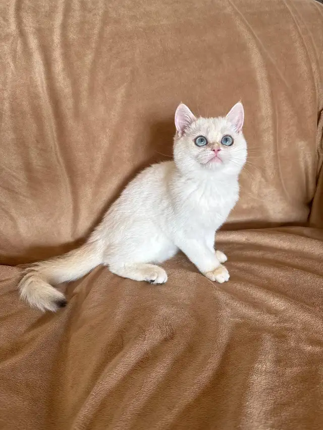 Shorthair Golden Lilac Colorpoint male kitten