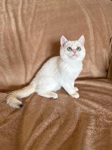 Shorthair Golden Lilac Colorpoint male kitten