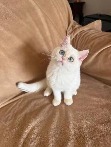 Shorthair Golden Lilac Colorpoint male kitten - Photo 2