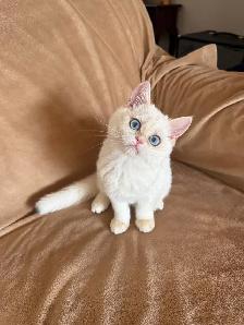 Shorthair Golden Lilac Colorpoint male kitten - Photo 3