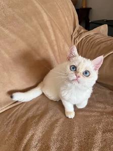 Shorthair Golden Lilac Colorpoint male kitten - Photo 4