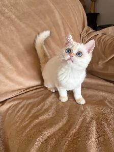 Shorthair Golden Lilac Colorpoint male kitten - Photo 5