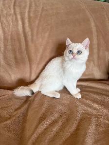 Shorthair Golden Lilac Colorpoint male kitten - Photo 6