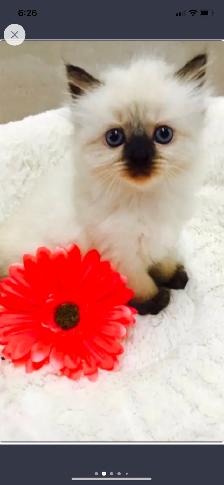 GORGEOUS BABY BICOLOR WHITEMITTED & CHOCOLATEPOINT! - Photo 8