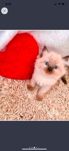 GORGEOUS BABY BICOLOR WHITEMITTED & CHOCOLATEPOINT! - Photo 9