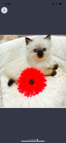 GORGEOUS BABY BICOLOR WHITEMITTED & CHOCOLATEPOINT! - Photo 10
