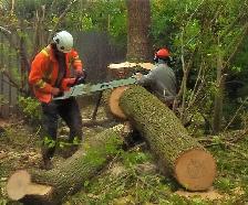 Looking for a Full-time Groundman (Tree services company)