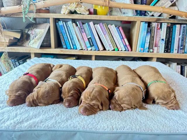 UKC Registered Vizsla Puppies