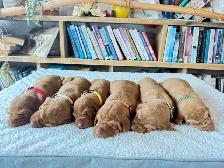 UKC Registered Vizsla Puppies