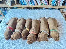 UKC Registered Vizsla Puppies - Photo 2