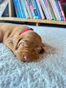 UKC Registered Vizsla Puppies - Photo 3