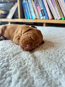 UKC Registered Vizsla Puppies - Photo 4
