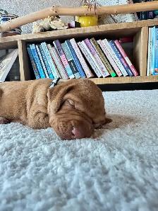 UKC Registered Vizsla Puppies - Photo 5