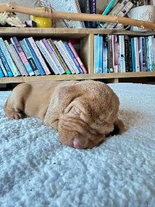 UKC Registered Vizsla Puppies - Photo 6