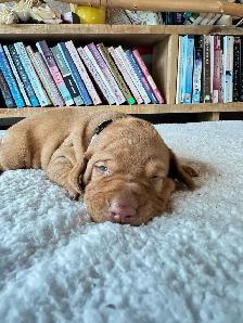 UKC Registered Vizsla Puppies - Photo 7