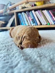 UKC Registered Vizsla Puppies - Photo 8