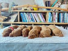 UKC Registered Vizsla Puppies - Photo 9