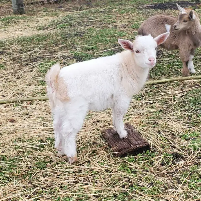 Adorable, mini wethers