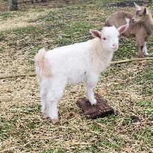 Adorable, mini wethers