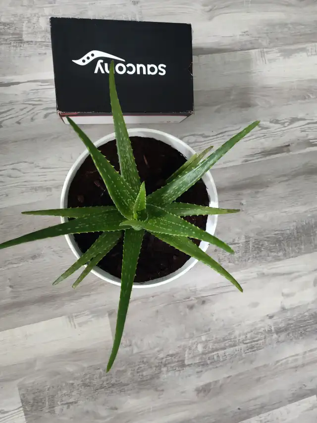 3-year-old aloe