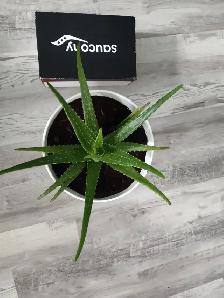 3-year-old aloe