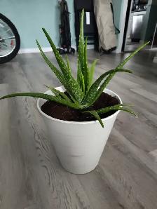 3-year-old aloe - Photo 2