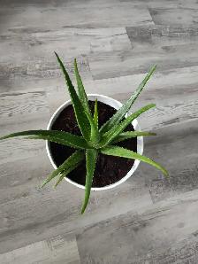3-year-old aloe - Photo 3