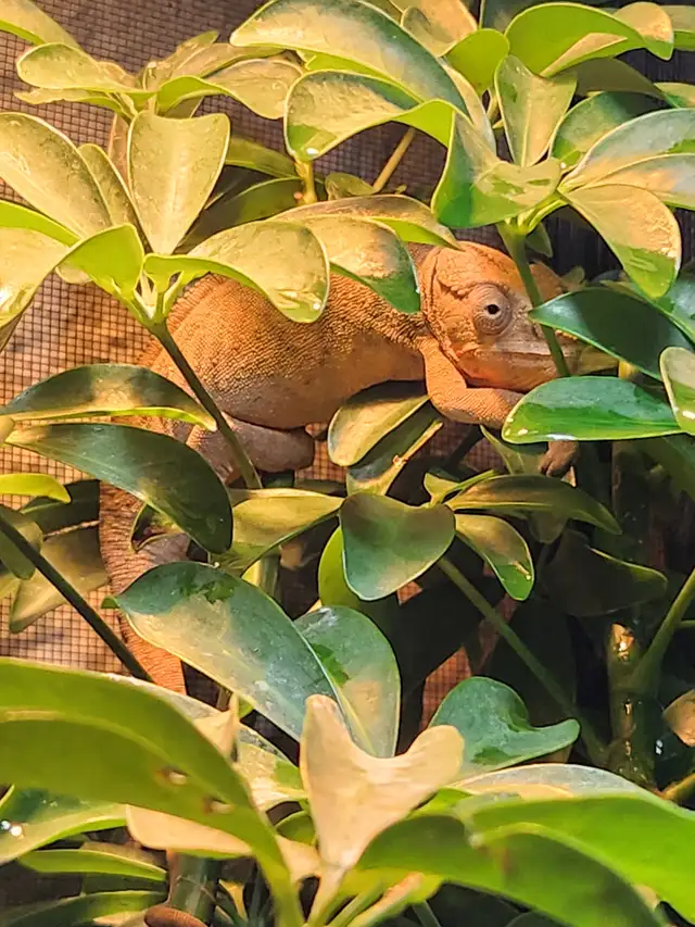 Female Panther Chameleon with Complete Habitat
